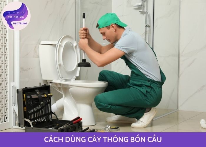 cách dùng cây thông bồn cầu