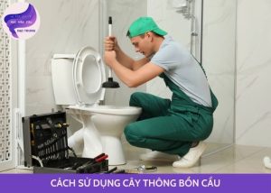 cách sử dụng cây thông bồn cầu